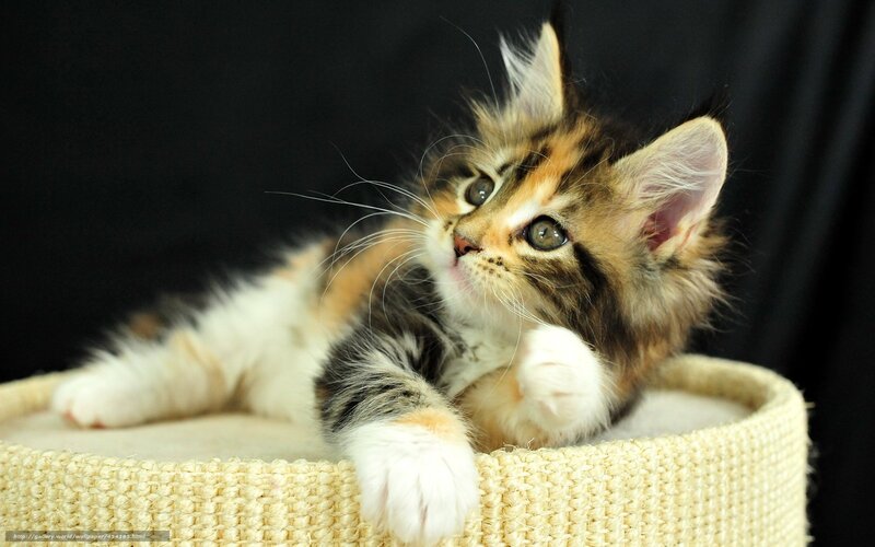 Fluffy Kitten in Basket — White, Calm, Photograph