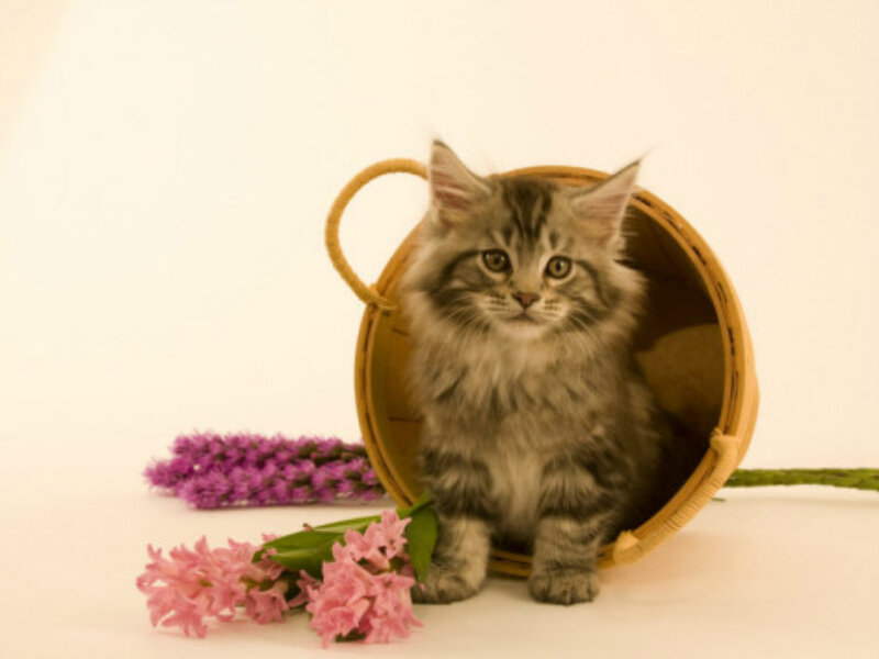 Fluffy Kitten in Basket — White, Calm