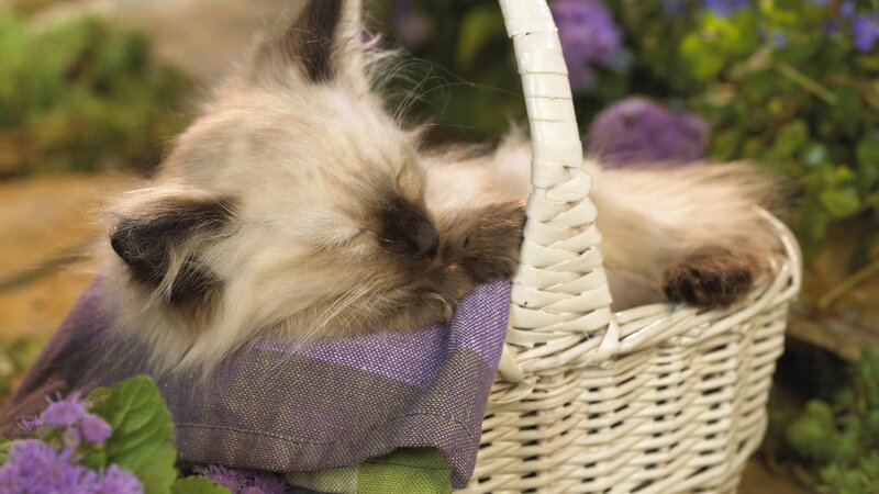 Fluffy Kitten in Basket — White, Peaceful, Afternoon, Photograph, Flowers