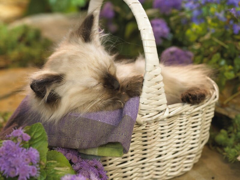 Fluffy Kitten in Basket — White, Serene, Afternoon