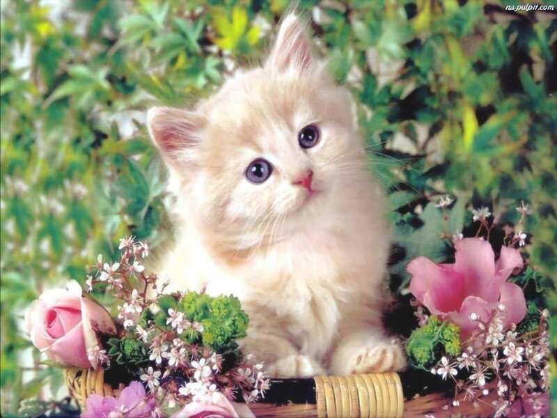 Fluffy Kitten in Basket — White, Serene, Photograph