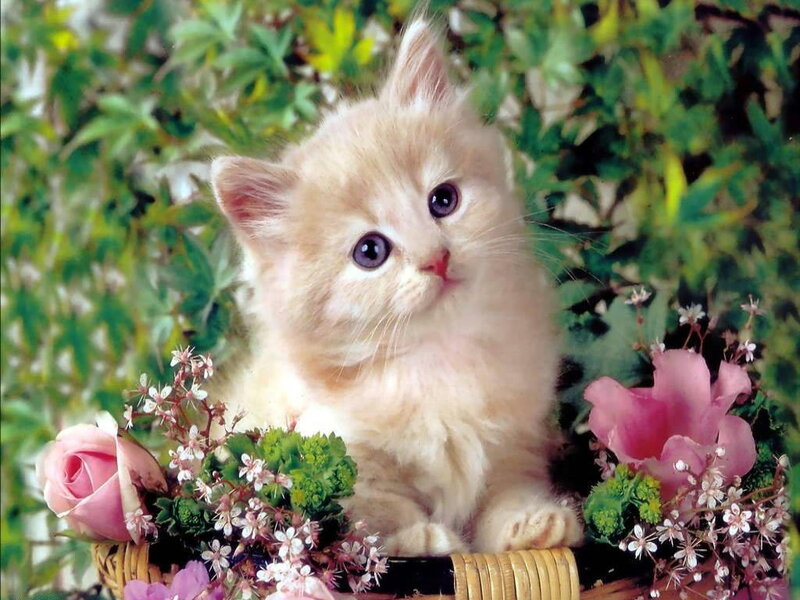 Fluffy Kitten in Basket — White, Serene, Spring