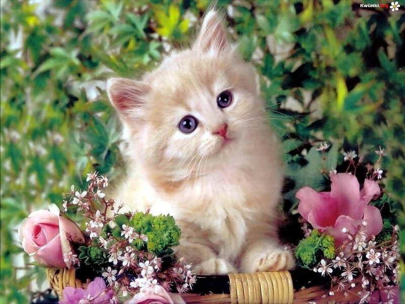 Fluffy Kitten in Basket — White, Serene