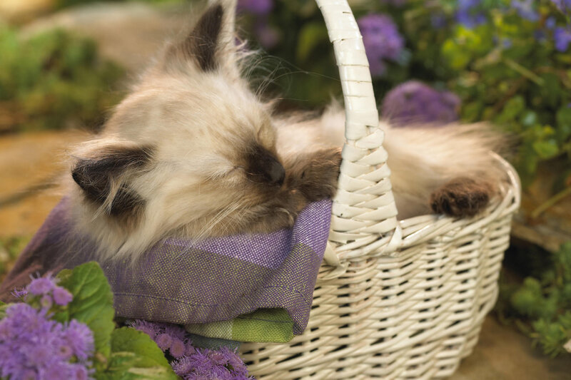 Fluffy Kitten in Basket — White