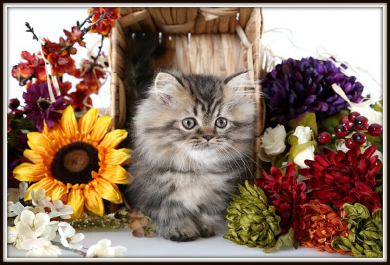 Fluffy Kitten in Basket — Yellow, Calm