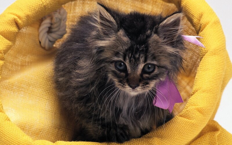 Fluffy Kitten in Basket — Yellow