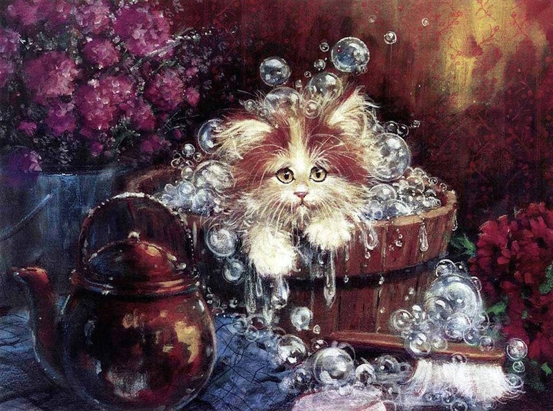 Fluffy Kitten in Bath