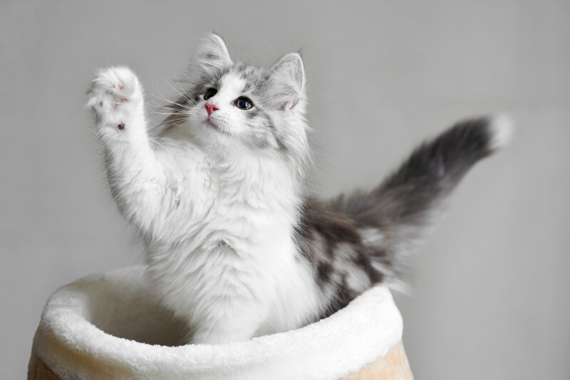 Fluffy Kitten in Bed