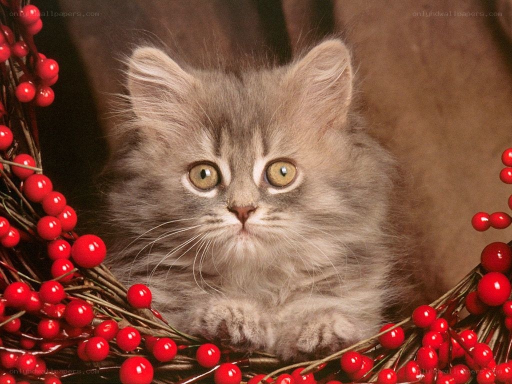 fluffy kitten in berry wreath