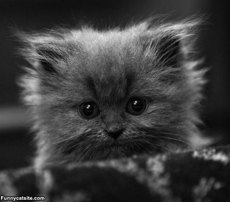 fluffy kitten in black and white