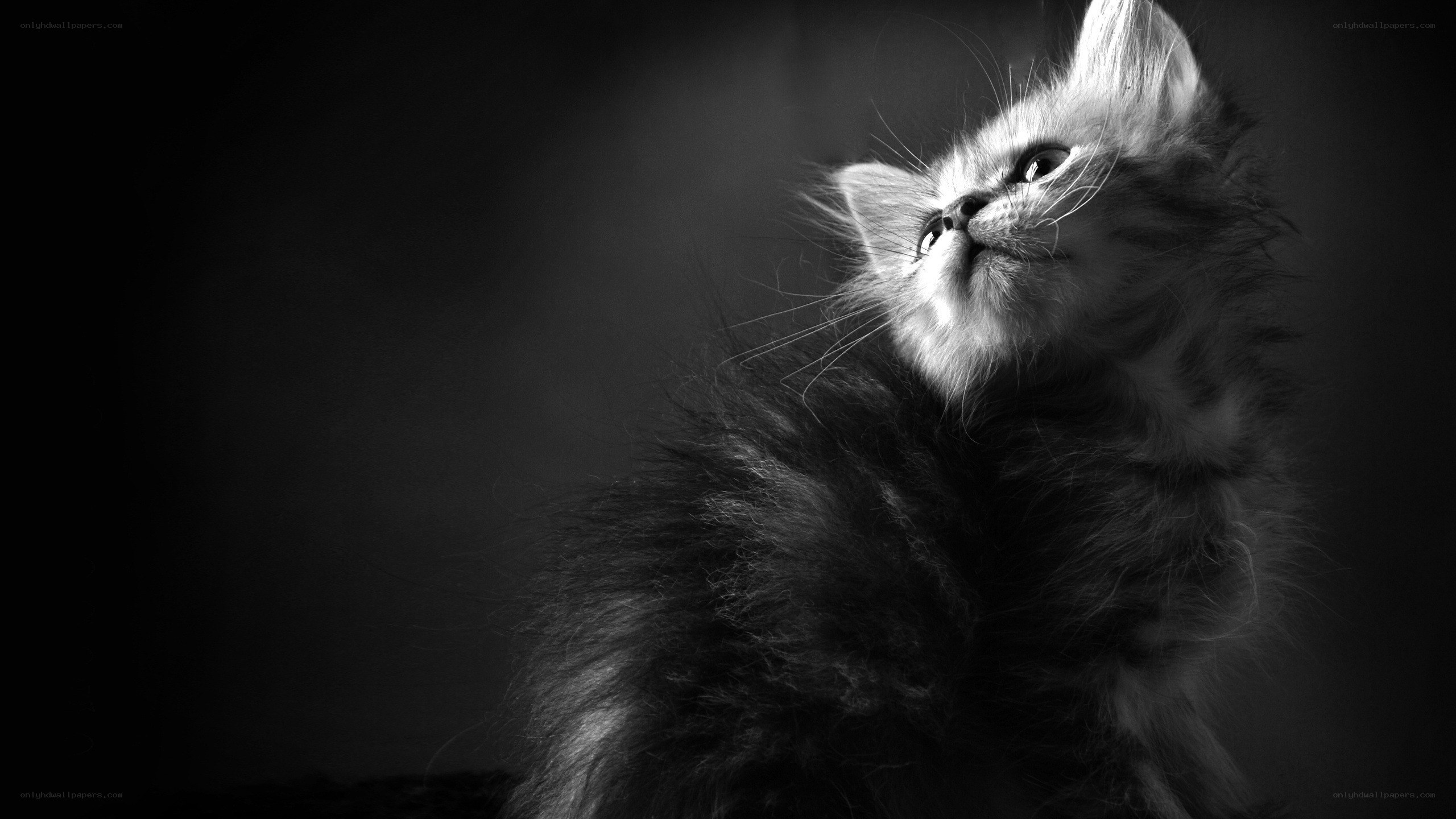 fluffy kitten in black and white