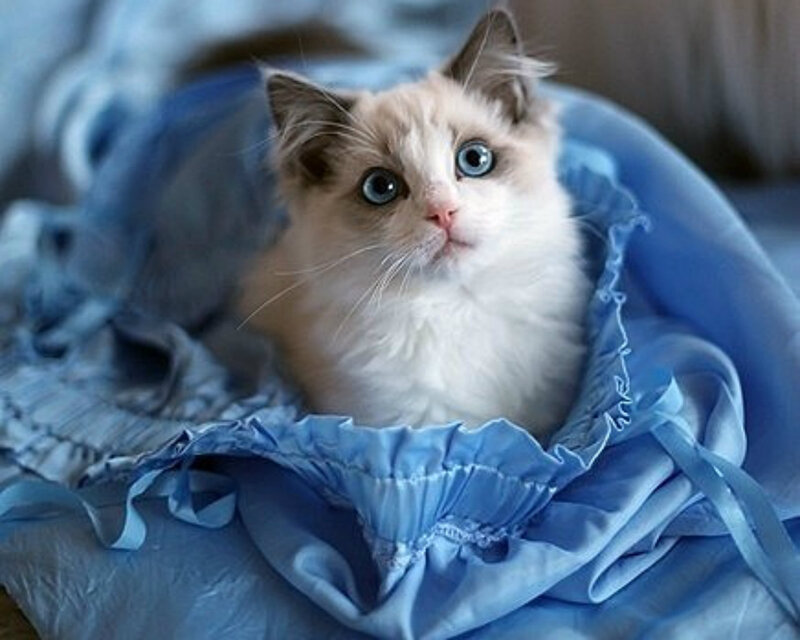 Fluffy Kitten in Blanket