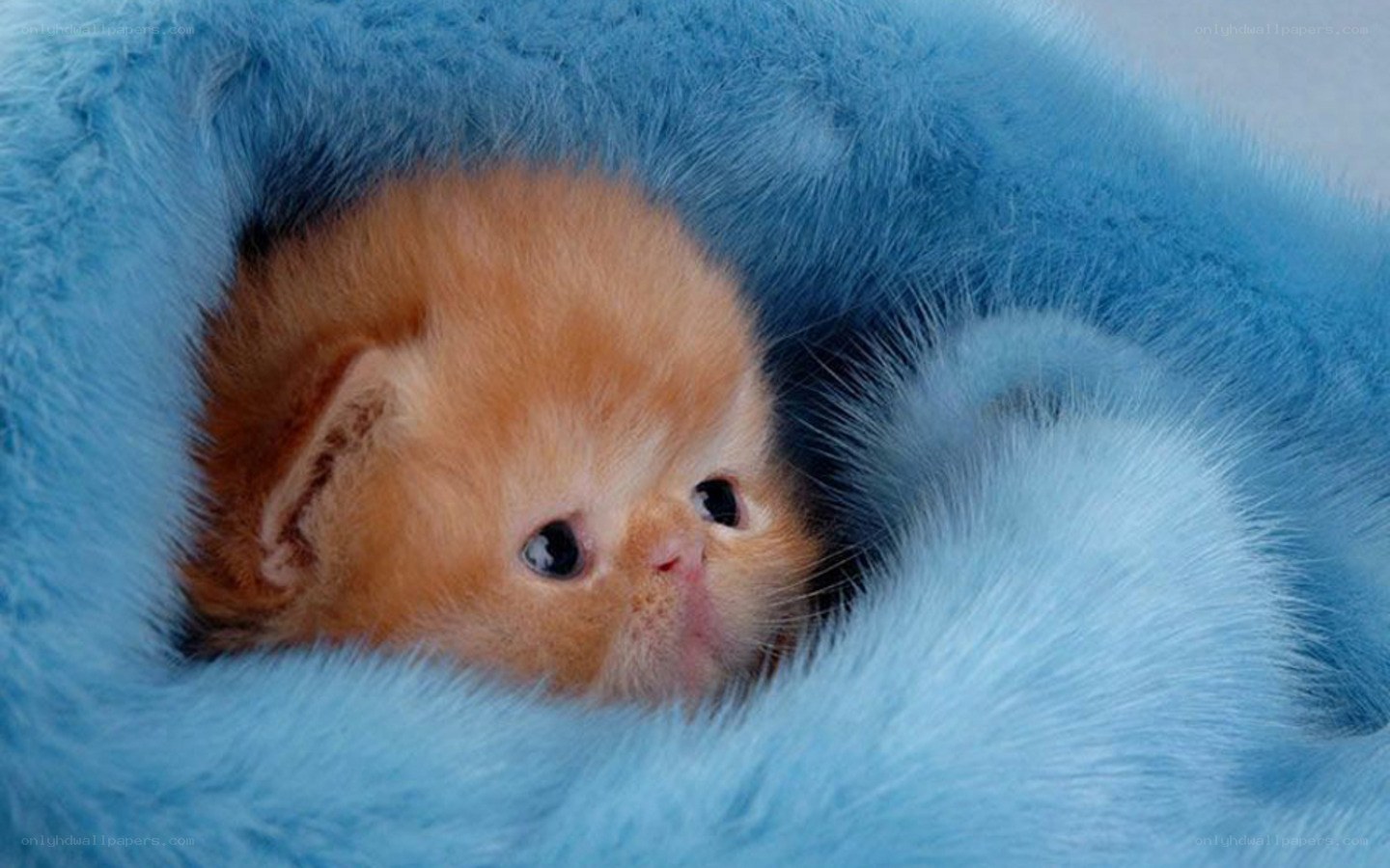 fluffy kitten in blue blanket