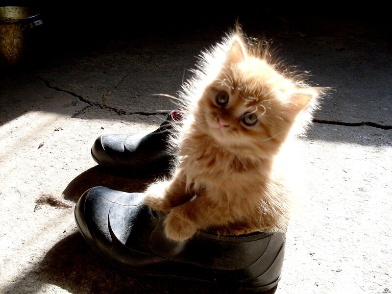 Fluffy Kitten in Boot