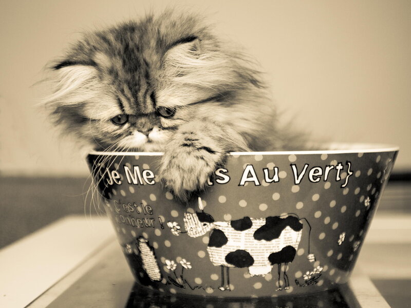 Fluffy Kitten in Bowl — Black