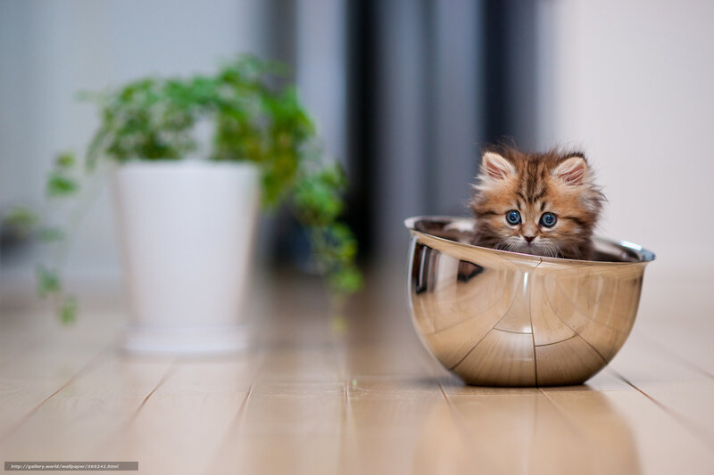 Fluffy Kitten in Bowl — Brown, Calm, Photograph, Plant