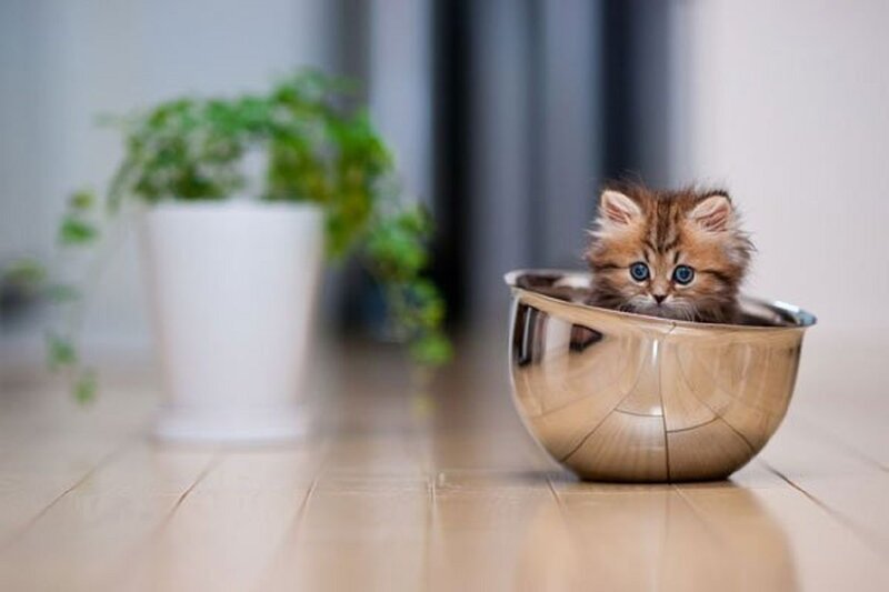 Fluffy Kitten in Bowl — Brown, Calm, Photograph
