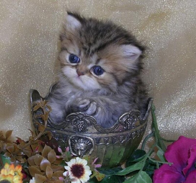 Fluffy Kitten in Bowl — Brown, Calm