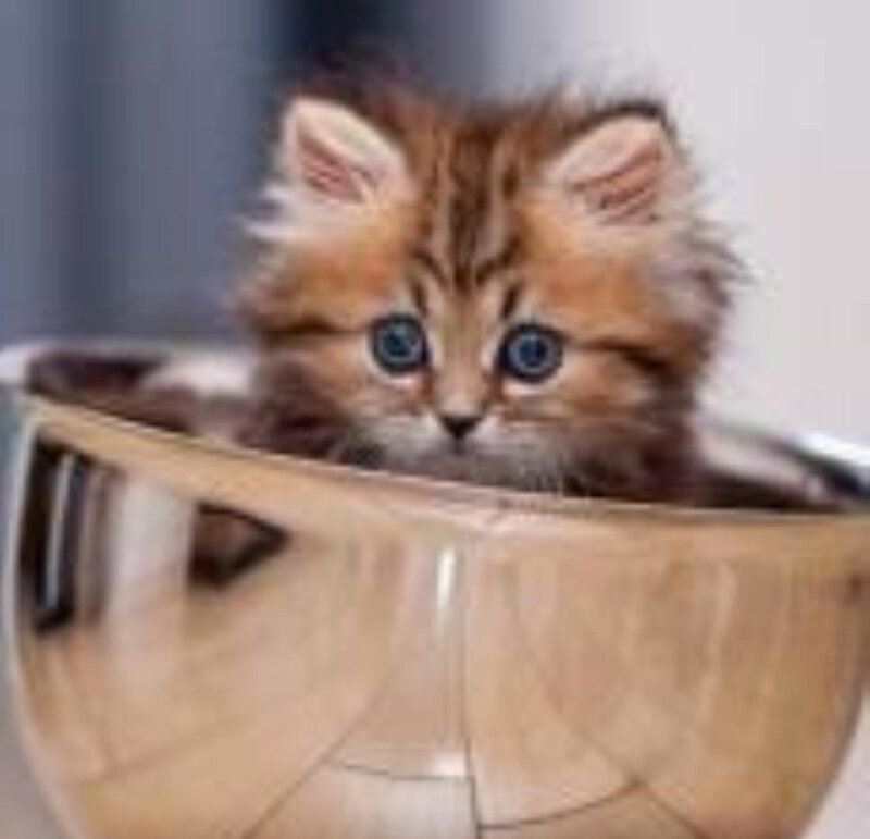 Fluffy Kitten in Bowl — Brown, Innocent