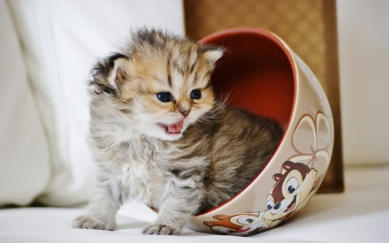 Fluffy Kitten in Bowl — Brown, Playful