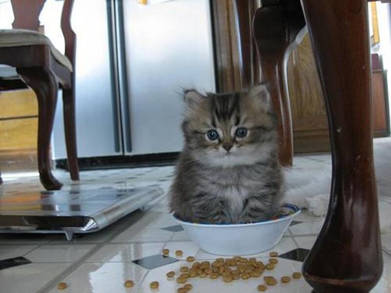 Fluffy Kitten in Bowl — Gray