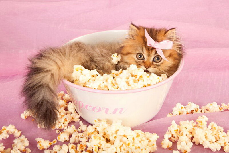 Fluffy Kitten in Bowl — Pink