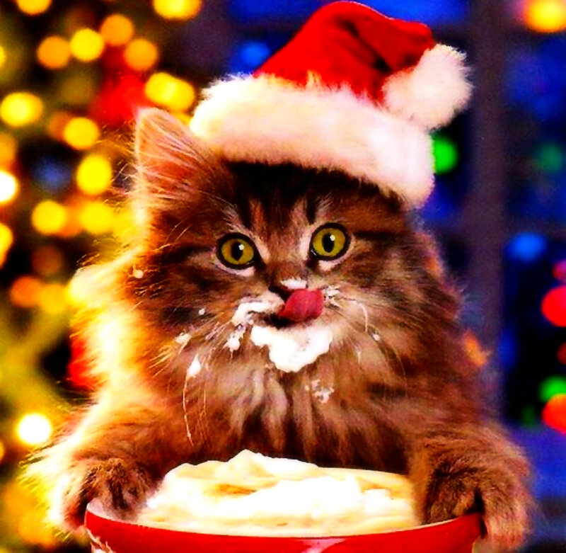 Fluffy Kitten in Bowl — Red