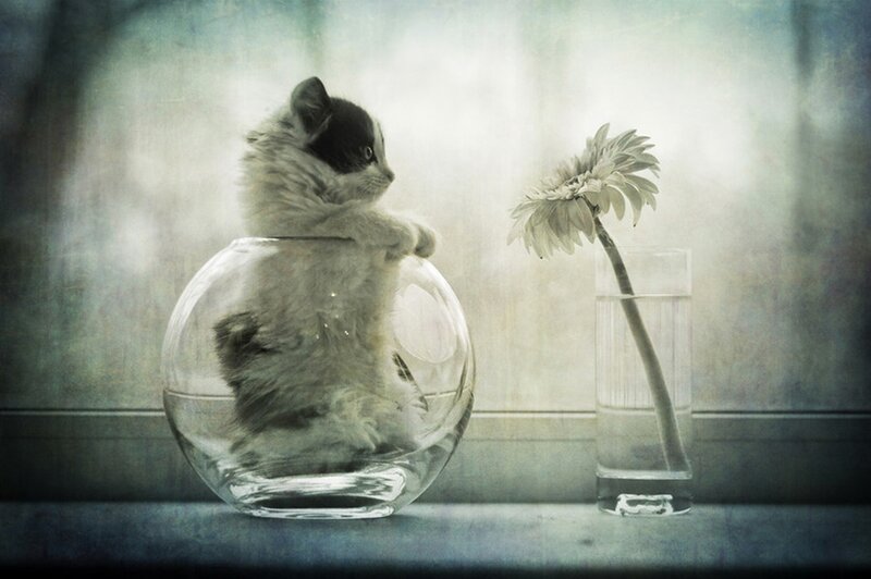 Fluffy Kitten in Bowl