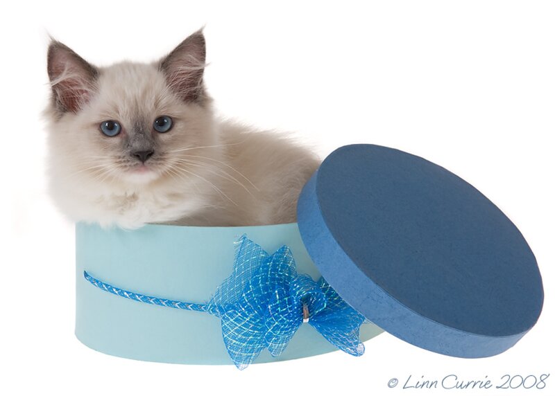 Fluffy Kitten in Box — Blue