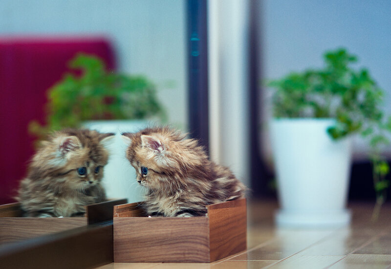 Fluffy Kitten in Box — Brown, Calm