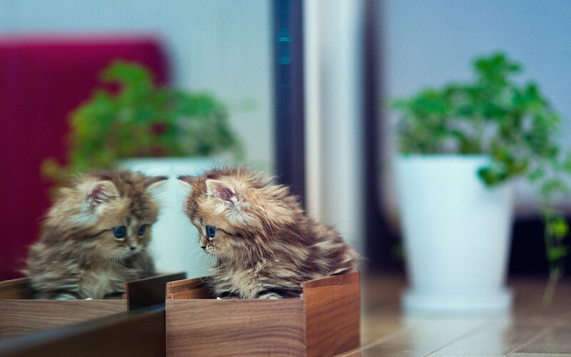 Fluffy Kitten in Box — Brown
