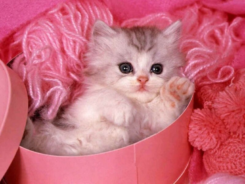 Fluffy Kitten in Box — Pink