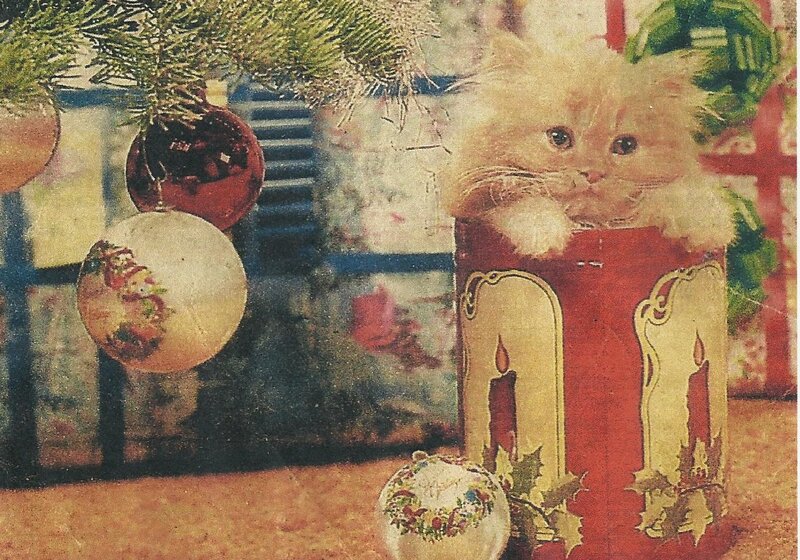 Fluffy Kitten in Box — Red, Festive