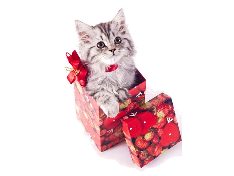 Fluffy Kitten in Box — Red