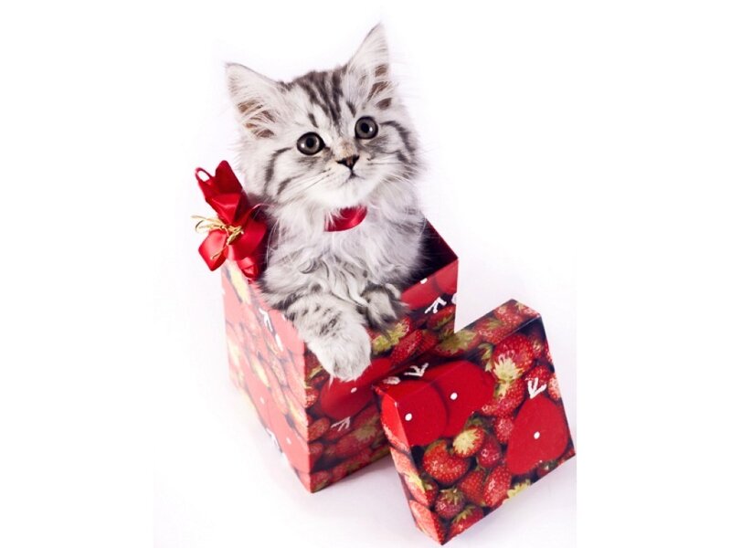 Fluffy Kitten in Box