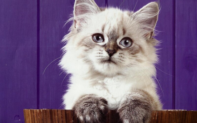 Fluffy Kitten in Box — White, Calm