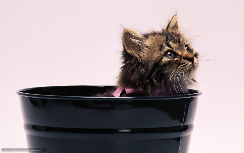 Fluffy Kitten in Bucket — Black, Curious, Photograph