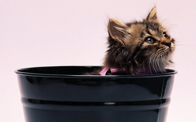 Fluffy Kitten in Bucket — Black, Curious