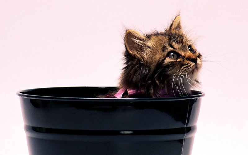 Fluffy Kitten in Bucket — Black