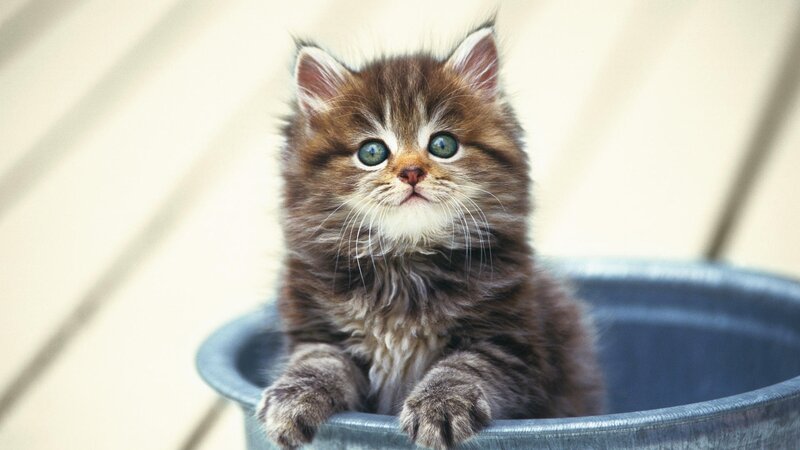 Fluffy Kitten in Bucket — Brown, Innocent