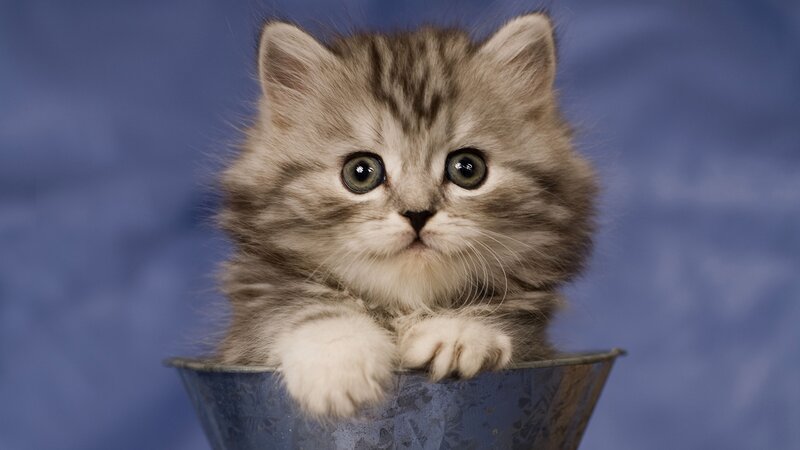 Fluffy Kitten in Bucket — Gray