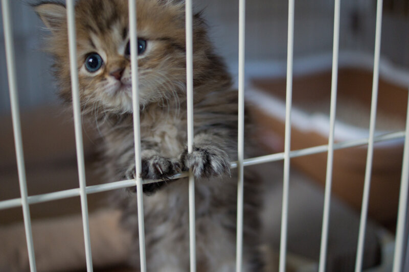 Fluffy Kitten in Cage — Brown