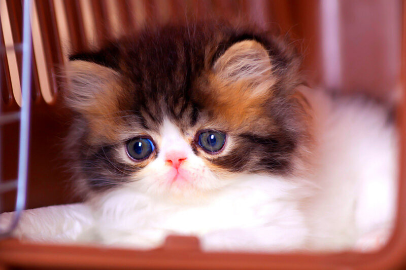 Fluffy Kitten in Cage