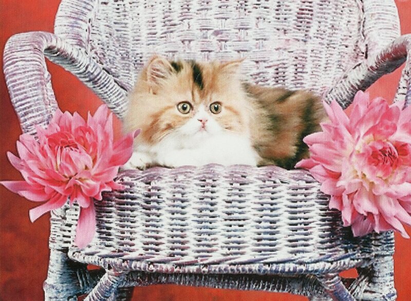 Fluffy Kitten in Chair
