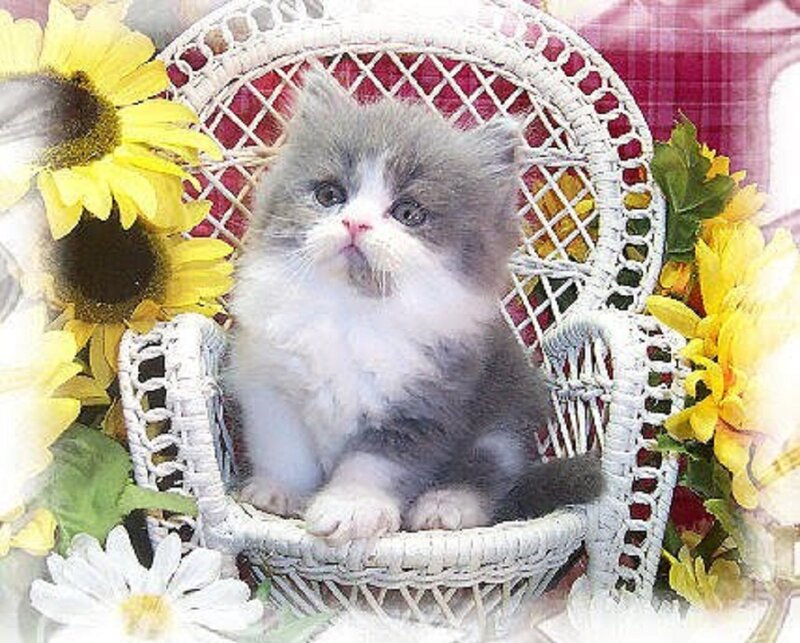 Fluffy Kitten in Chair — White