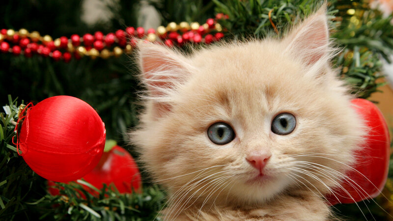 Fluffy Kitten in Christmas Tree