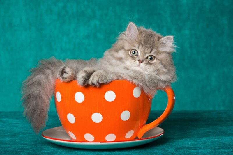 Fluffy Kitten in Cup — Orange