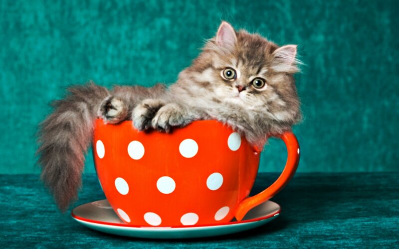 Fluffy Kitten in Cup — Red, Cute