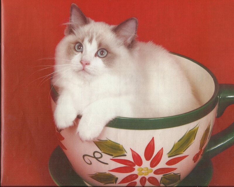 Fluffy Kitten in Cup — Red