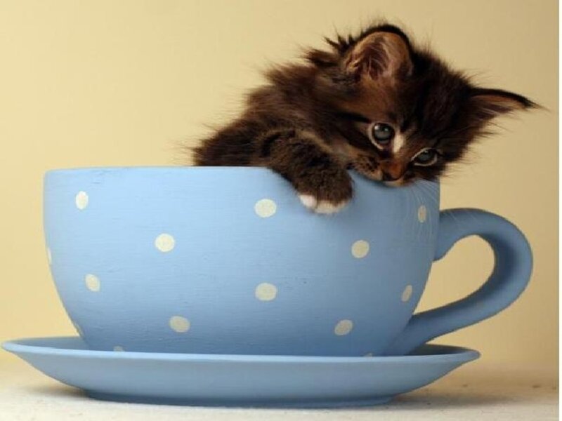 Fluffy Kitten in Cup